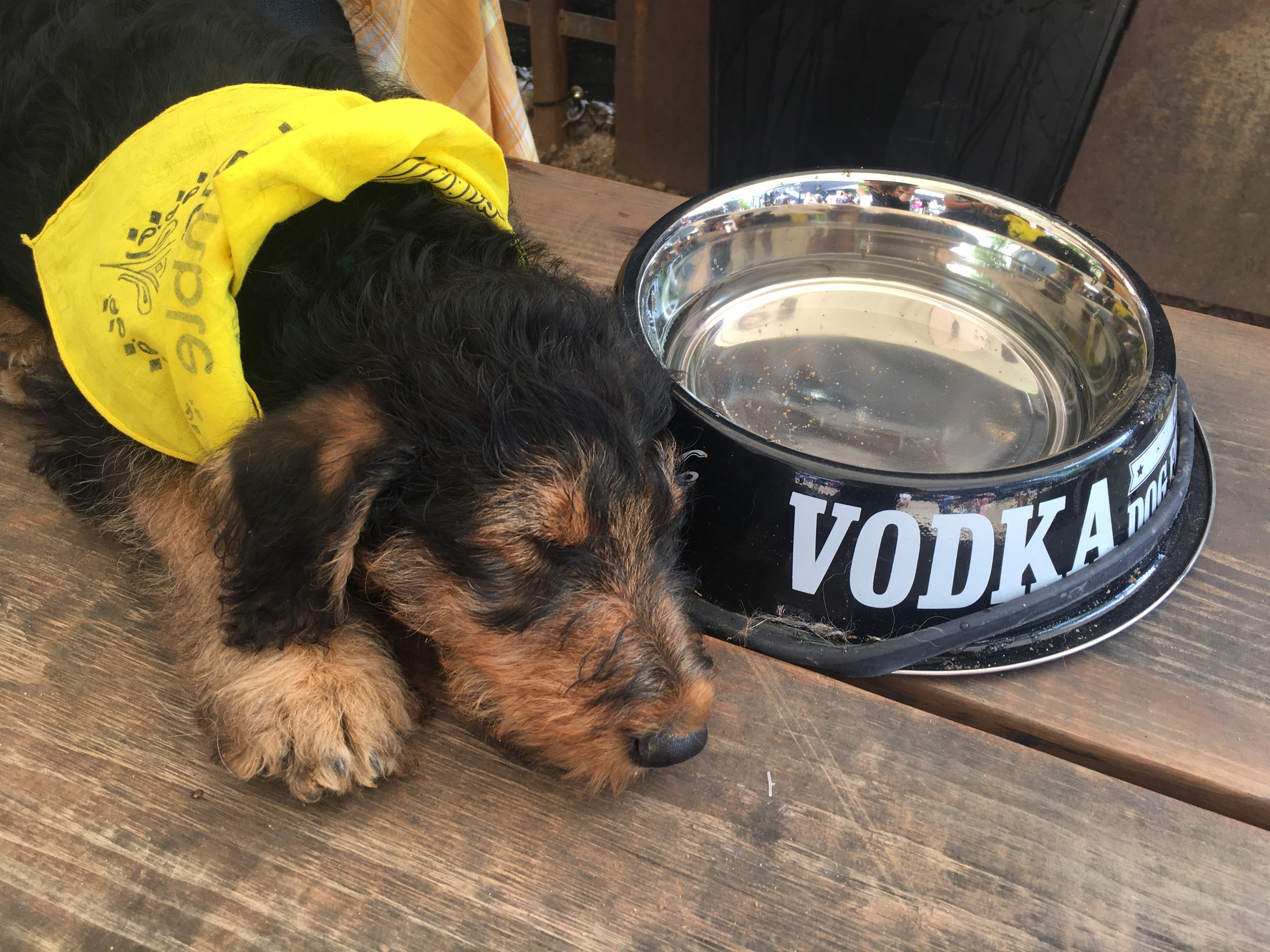 Here Are the Best Puppies of SXSW