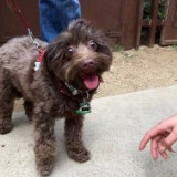 Here Are the Best Puppies of SXSW