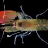Loud Shrimp Named After Pink Floyd