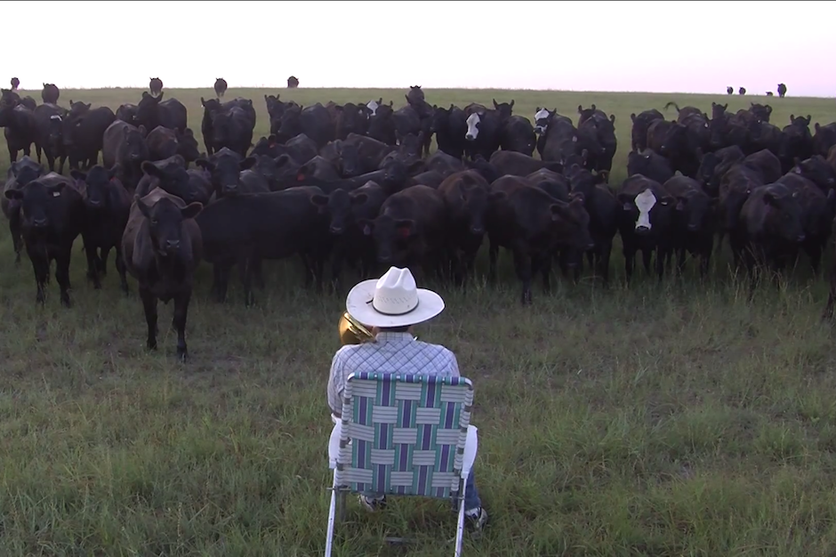 Cows Lorde Royals Cattle Call