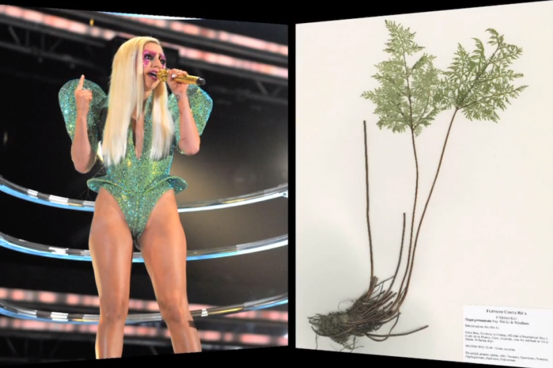 Lady Gaga and her fern