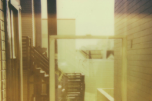 Painted Palms' 'Carousel'