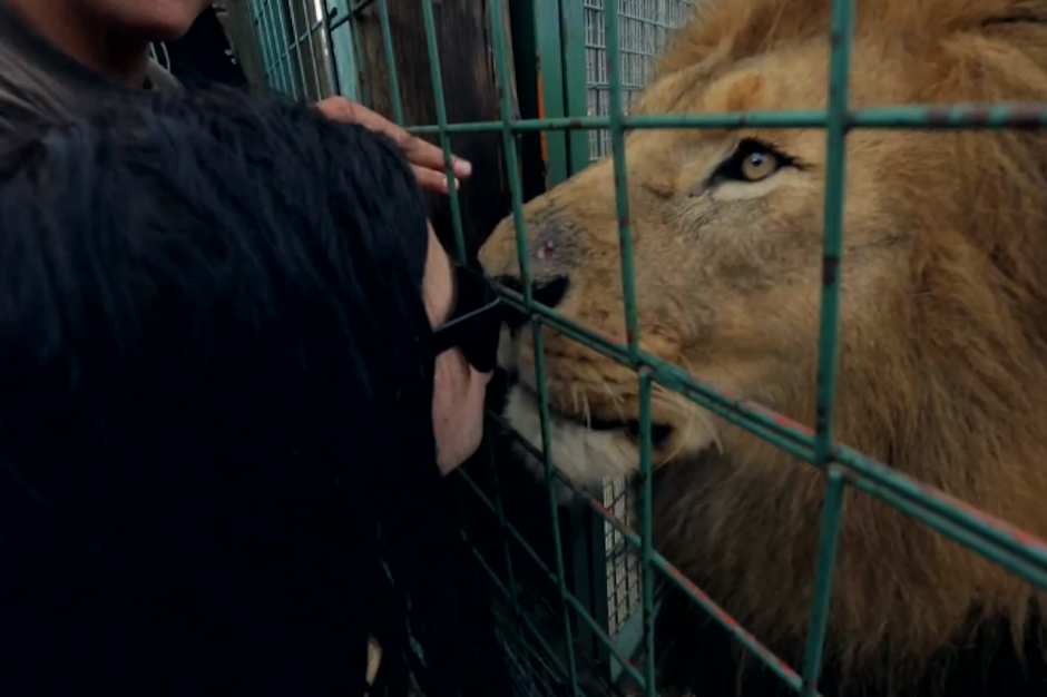 Skrillex kisses a lion in the video for "Try it Out"