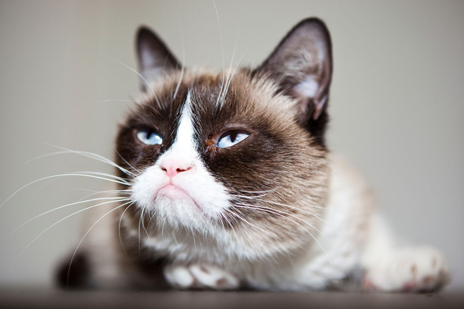 25 Celebrity Cats Who Are Not Lil BUB | SPIN