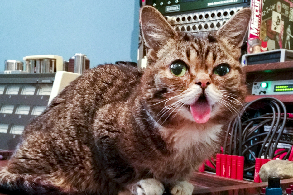 <i>Lil BUB: The Earth Years</i> Book and Music Project to Feature Jack Black, El-P, Thurston Moore