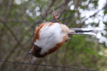crystal castles femen video stream