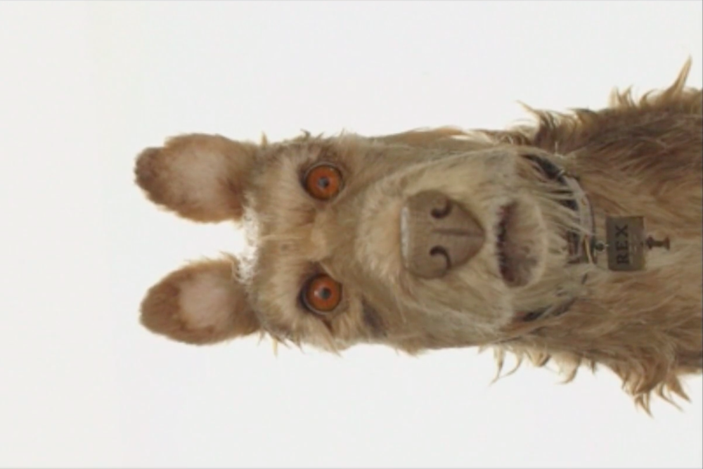 Can Dogs Watch Stop Motion Can Dogs Watch Stop Motion