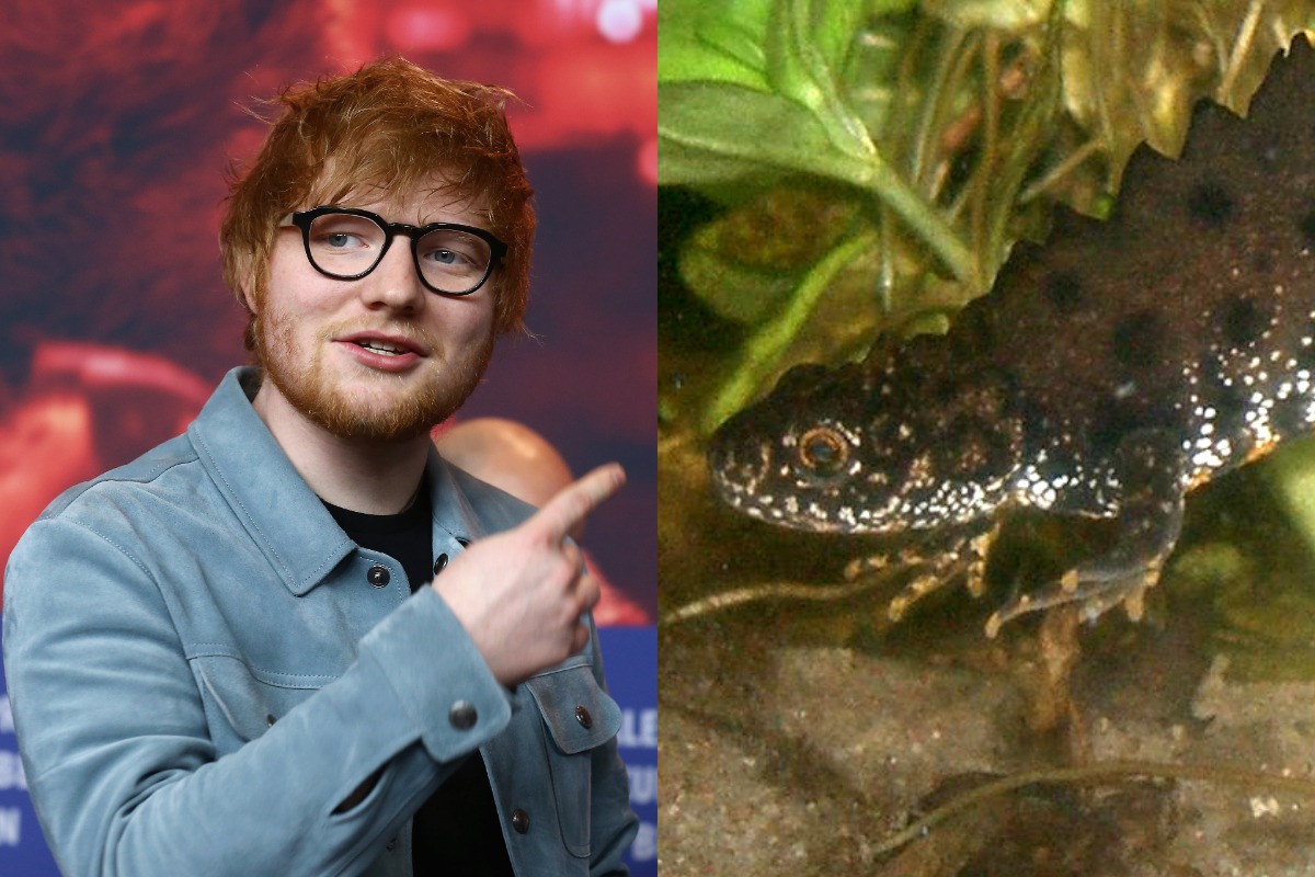 ed sheeran private chapel suffolk great crested newt protected species delay
