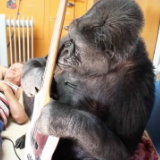 Flea Collaborator Koko the Gorilla Dead at 46