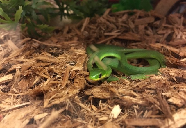 IMG_6222-1533245649-640x440-1536340935