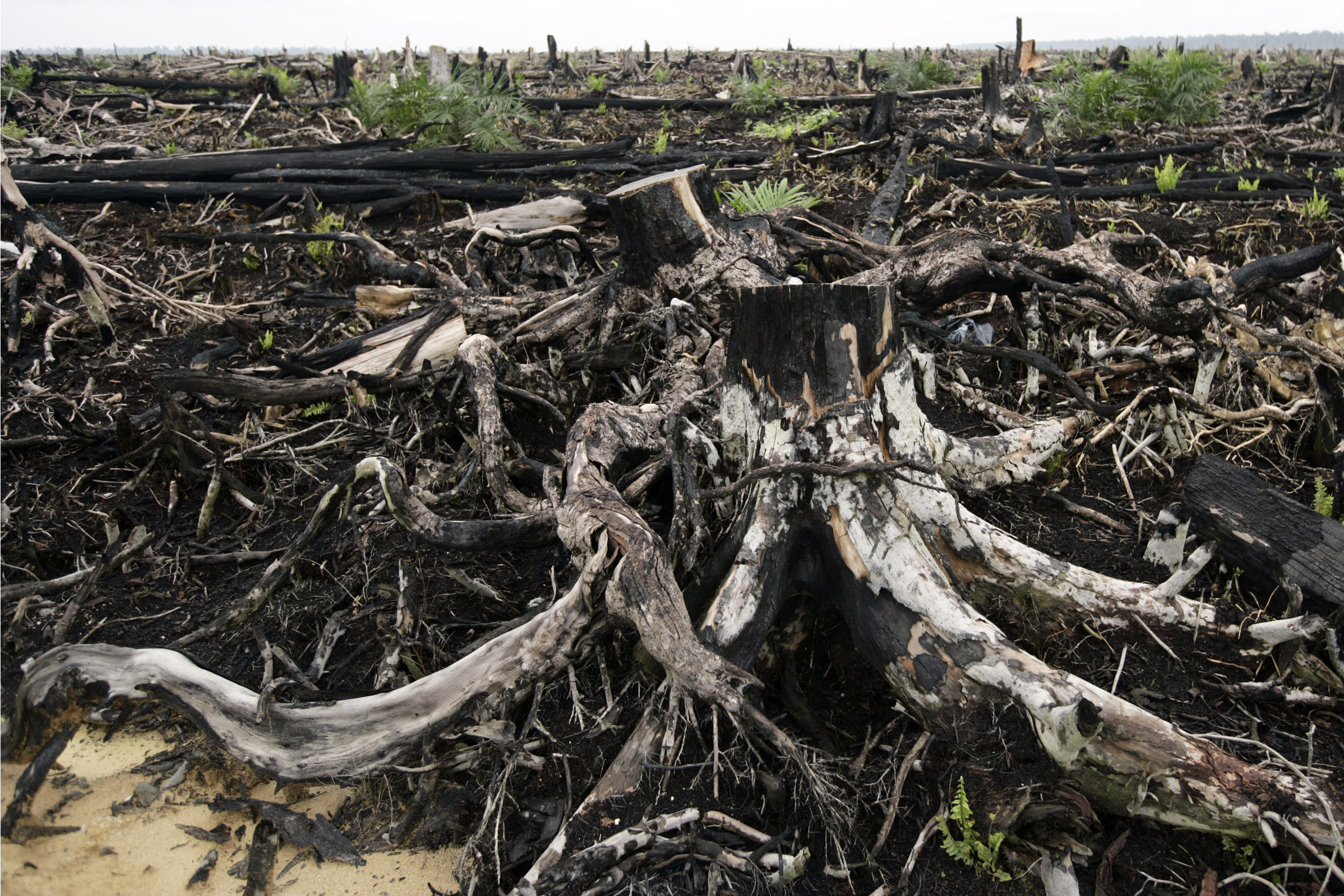 Sumatran rain forest destroyed