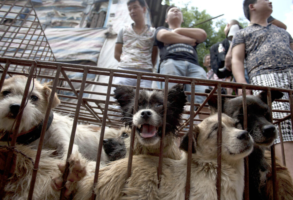Lucky Dog How No Dogs Left Behind Is Tearing Down the Dog Meat Trade
