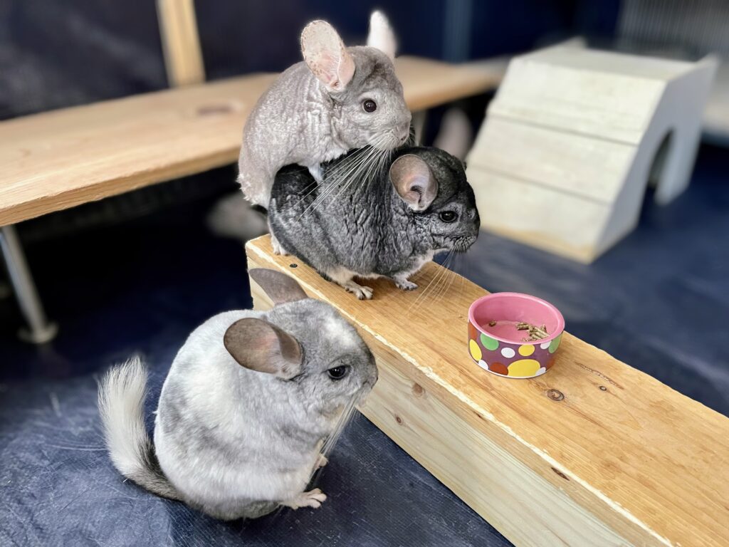 DANCE OF THE CHINCHILLAS SPIN