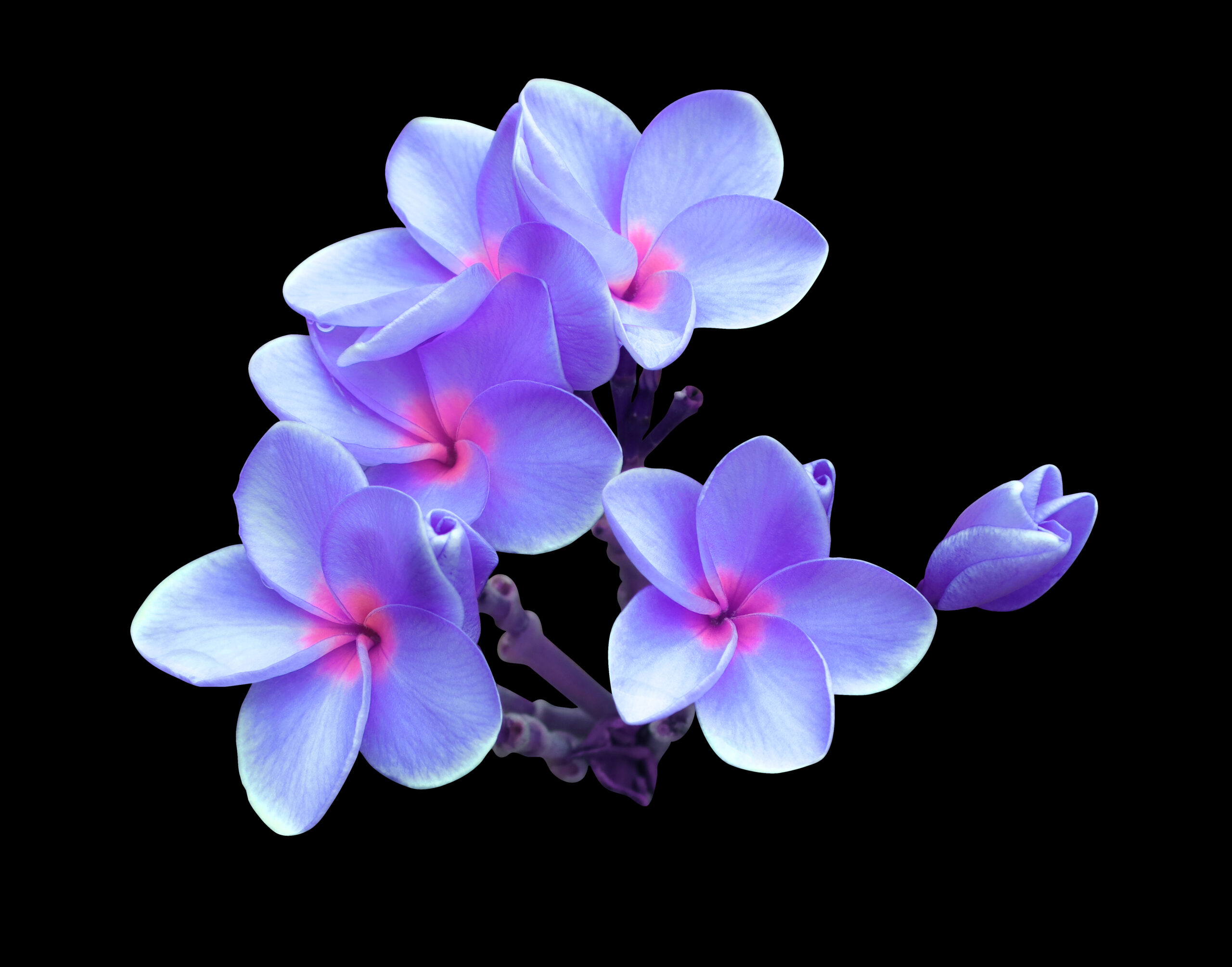 vecteezy_plumeria-or-frangipani-or-temple-tree-flower-close-up_15136667_975