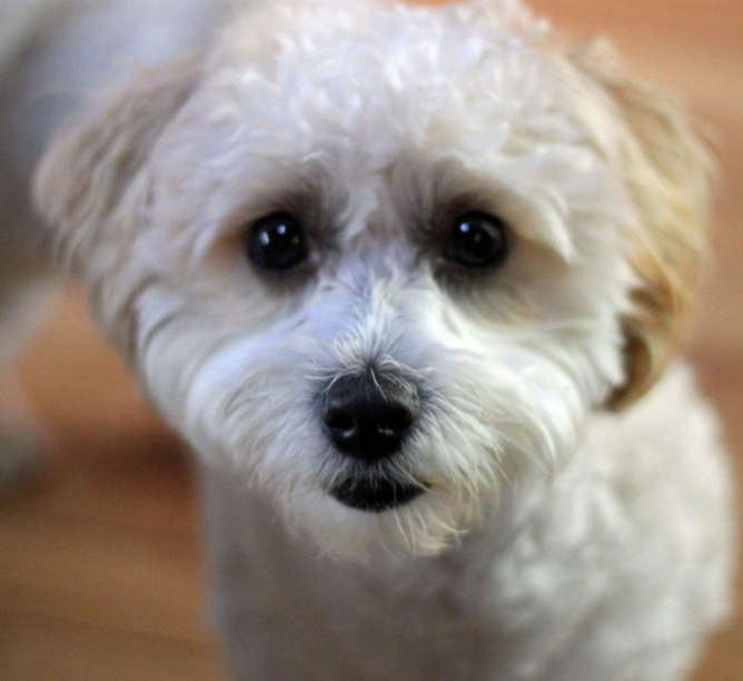 Alfie, a maltipoo, and the subject of a very special $35 song. (Credit: Courtesy of Alfie's private collection)
