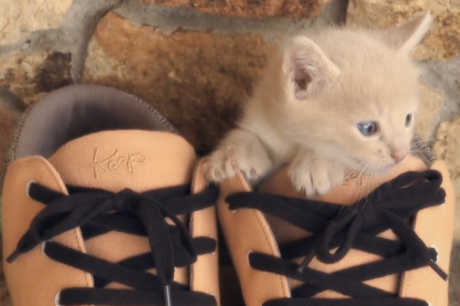 Bon Iver keep shoes video kittens dogs