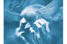 Mudvayne, ‘Mudvayne’ (Epic)