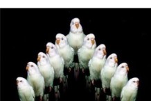 Ratatat, ‘LP4′ (XL)