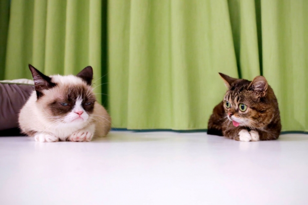 Grumpy and Lil BUB meet for the first time at the Internet Cat Video Festival 